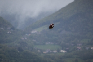 Centaures-Falcons-023